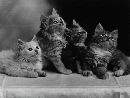 chaton 8